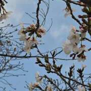 ヒメ日記 2026/04/13 13:09 投稿 収容番号：71番 非自由人躾専門店 淫姦収容所 日本橋本拠地