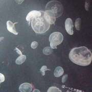 ヒメ日記 2024/12/16 20:07 投稿 めろ club さくら日本橋店