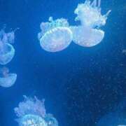 ヒメ日記 2025/01/27 08:58 投稿 めろ club さくら日本橋店