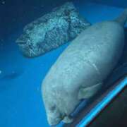 めろ めろ（clubさくら日本橋店） club さくら日本橋店