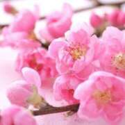 ヒメ日記 2025/03/01 13:25 投稿 こころ♪ プリティーガール