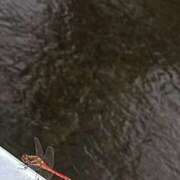 ヒメ日記 2025/10/01 20:27 投稿 みな ルージュ(会津若松)