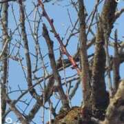 ヒメ日記 2025/03/01 09:18 投稿 あやね ルージュ(会津若松)