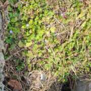 ヒメ日記 2025/03/13 12:18 投稿 あやね ルージュ(会津若松)