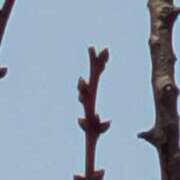 ヒメ日記 2025/03/21 09:33 投稿 あやね ルージュ(会津若松)