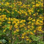 ヒメ日記 2025/05/05 14:57 投稿 あやね ルージュ(会津若松)