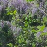 ヒメ日記 2025/05/16 13:57 投稿 あやね ルージュ(会津若松)