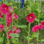 ヒメ日記 2025/06/16 13:48 投稿 あやね ルージュ(会津若松)