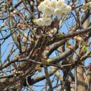 ヒメ日記 2026/03/30 15:54 投稿 あやね ルージュ(会津若松)