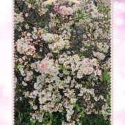 ヒメ日記 2026/04/07 12:33 投稿 あやね ルージュ(会津若松)