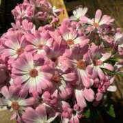 ヒメ日記 2026/03/10 14:03 投稿 かえで ルージュ(会津若松)