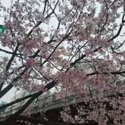 ヒメ日記 2026/04/13 00:12 投稿 しのぶ 鶯谷デリヘル倶楽部