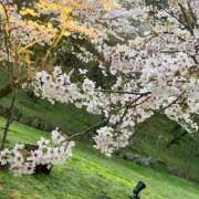 ヒメ日記 2025/03/20 12:18 投稿 橘【人妻コース】 CLUB CANDY（鳥栖店）