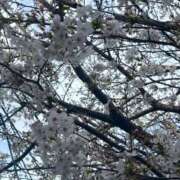 ヒメ日記 2025/03/31 20:28 投稿 本宮(もとみや) 人妻出逢い会 百合の園 山の手本店