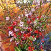 ヒメ日記 2026/03/14 13:37 投稿 ことみ 奥鉄オクテツ東京店（デリヘル市場）