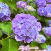 ヒメ日記 2026/06/20 14:58 投稿 かやの 錦糸町ハートショコラ（シンデレラグループ）
