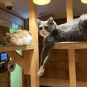 愛莉 お知らせ☆ バッドカンパニー水戸