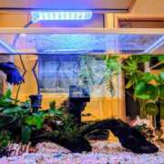 ヒメ日記 2025/02/13 21:48 投稿 優雅オーナー やみつきの館　鶯谷店