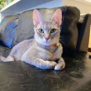 ヒメ日記 2025/02/21 18:53 投稿 優雅オーナー やみつきの館　鶯谷店