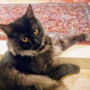 ヒメ日記 2025/03/02 09:39 投稿 優雅オーナー やみつきの館　鶯谷店