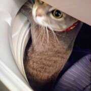 ヒメ日記 2025/03/07 12:55 投稿 優雅オーナー やみつきの館　鶯谷店