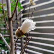 ヒメ日記 2025/03/11 14:30 投稿 優雅オーナー やみつきの館　鶯谷店