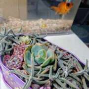 ヒメ日記 2025/03/11 18:07 投稿 優雅オーナー やみつきの館　鶯谷店