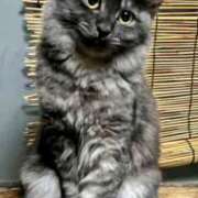 ヒメ日記 2025/03/24 14:15 投稿 優雅オーナー やみつきの館　鶯谷店