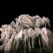 ヒメ日記 2025/03/25 09:15 投稿 優雅オーナー やみつきの館　鶯谷店