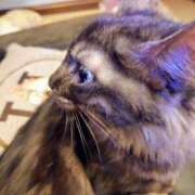 ヒメ日記 2025/03/28 09:31 投稿 優雅オーナー やみつきの館　鶯谷店