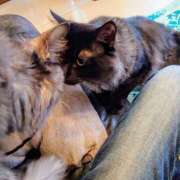 ヒメ日記 2025/03/30 11:00 投稿 優雅オーナー やみつきの館　鶯谷店