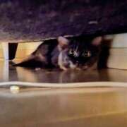 ヒメ日記 2025/03/30 14:32 投稿 優雅オーナー やみつきの館　鶯谷店