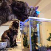 ヒメ日記 2025/03/31 18:45 投稿 優雅オーナー やみつきの館　鶯谷店