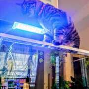 ヒメ日記 2025/04/03 13:14 投稿 優雅オーナー やみつきの館　鶯谷店