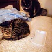 ヒメ日記 2025/04/03 21:11 投稿 優雅オーナー やみつきの館　鶯谷店