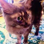 ヒメ日記 2025/04/05 19:52 投稿 優雅オーナー やみつきの館　鶯谷店