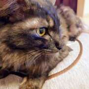 ヒメ日記 2025/04/06 07:55 投稿 優雅オーナー やみつきの館　鶯谷店