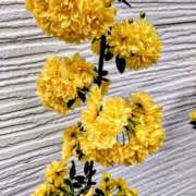 ヒメ日記 2025/04/12 09:43 投稿 優雅オーナー やみつきの館　鶯谷店