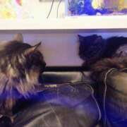 ヒメ日記 2025/04/21 20:19 投稿 優雅オーナー やみつきの館　鶯谷店