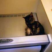 ヒメ日記 2025/04/30 09:10 投稿 優雅オーナー やみつきの館　鶯谷店