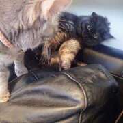 ヒメ日記 2025/05/01 09:45 投稿 優雅オーナー やみつきの館　鶯谷店