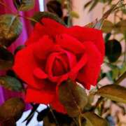 ヒメ日記 2025/05/03 17:16 投稿 優雅オーナー やみつきの館　鶯谷店