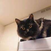 ヒメ日記 2025/05/08 09:04 投稿 優雅オーナー やみつきの館　鶯谷店