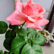 ヒメ日記 2025/05/09 12:41 投稿 優雅オーナー やみつきの館　鶯谷店