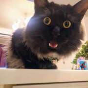 ヒメ日記 2025/05/10 21:18 投稿 優雅オーナー やみつきの館　鶯谷店