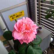 ヒメ日記 2025/05/11 17:51 投稿 優雅オーナー やみつきの館　鶯谷店