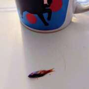 ヒメ日記 2025/06/01 13:13 投稿 優雅オーナー やみつきの館　鶯谷店