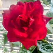 ヒメ日記 2025/06/06 12:52 投稿 優雅オーナー やみつきの館　鶯谷店