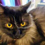 ヒメ日記 2025/08/03 13:08 投稿 優雅オーナー やみつきの館　鶯谷店