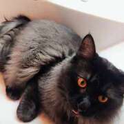 ヒメ日記 2025/08/26 09:05 投稿 優雅オーナー やみつきの館　鶯谷店